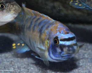 Labeotropheus trewavasae 'Higga Reef'